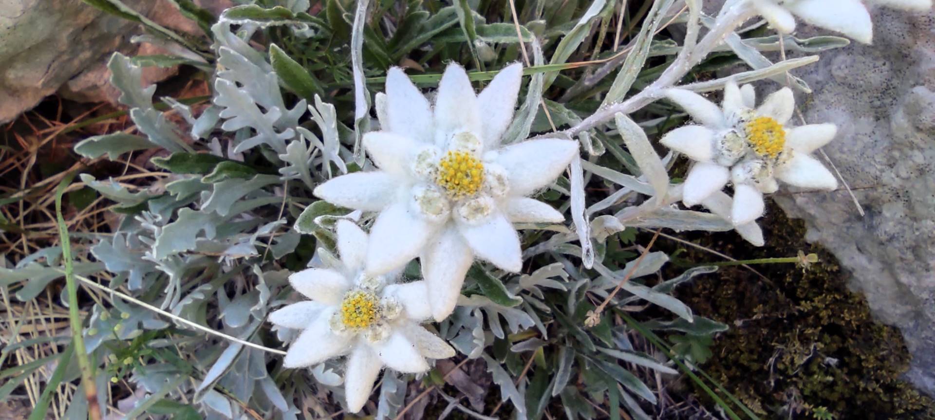 sjevernivelebit srp2022 6
